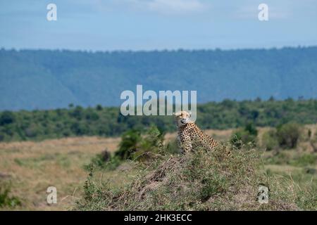 Africa, Tanzania, pianure di Serengeti. Ghepardo di Lone nell'habitat delle praterie, specie minacciate. Foto Stock