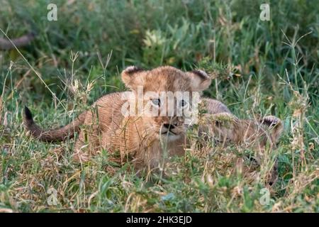 Due cuccioli di leone di 45-50 giorni, Panthera leo, che si nascondono nell'erba, Area di conservazione di Ngorongoro, Serengeti, Tanzania. Foto Stock