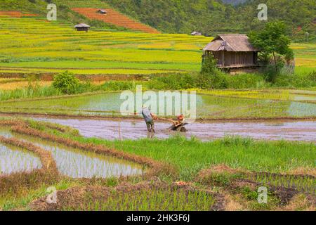 Vietnam . Risaie negli altopiani di Sapa. Foto Stock