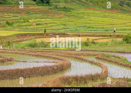 Vietnam . Risaie negli altopiani di Sapa. Foto Stock