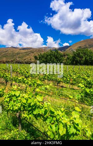 Uve da vino al vigneto Rippon sulle rive del lago Wanaka, Otago, Isola del Sud, Nuova Zelanda Foto Stock