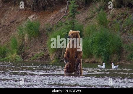 USA, Alaska, Katmai. Orso Grizzly in piedi in verticale in acqua. Foto Stock