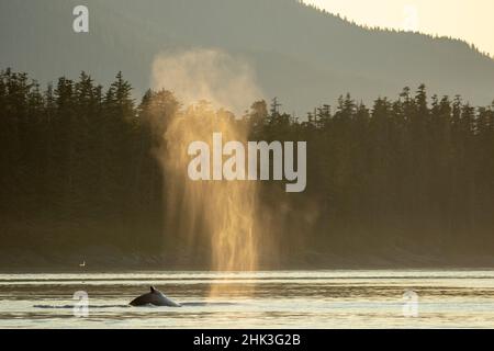Stati Uniti d'America, Alaska, nebbia soleggiato si blocca in aria sopra sputa Megattere(Megaptera novaeangliae) mentre il manto di respirare in Frederick Sound vicino Kuprea Foto Stock