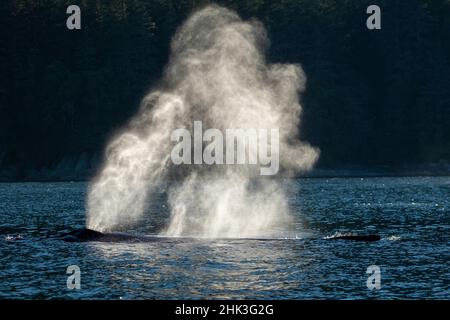 Stati Uniti d'America, Alaska, nebbia soleggiato si blocca in aria sopra sputa Megattere(Megaptera novaeangliae) mentre il manto di respirare in Frederick Sound vicino Kuprea Foto Stock