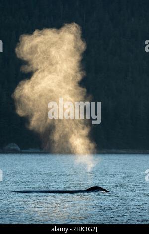 Stati Uniti d'America, Alaska, nebbia soleggiato si blocca in aria sopra sputa Megattere(Megaptera novaeangliae) mentre il manto di respirare in Frederick Sound vicino Kuprea Foto Stock