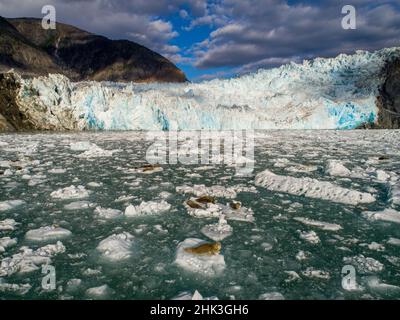 USA, Alaska, Tracy Arm-Fords Terror Wilderness, vista aerea aerea aerea delle foche portuali trasportate fuori su campo sparso di iceberg calved da Dawes Glaci Foto Stock