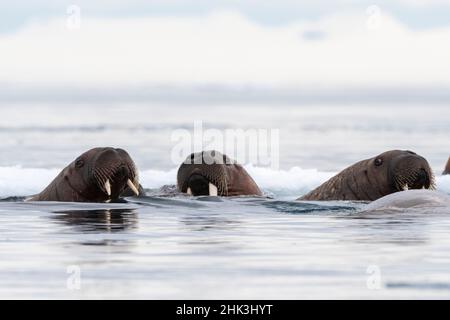 Valanghe dell'Atlantico (Odobenus rosmarus), Vibebukta, Austfonna, Nordaustlandet, Isole Svalbard, Norvegia. Foto Stock