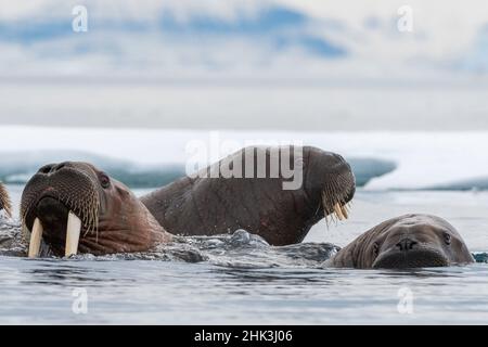 Valanghe dell'Atlantico (Odobenus rosmarus), Vibebukta, Austfonna, Nordaustlandet, Isole Svalbard, Norvegia. Foto Stock