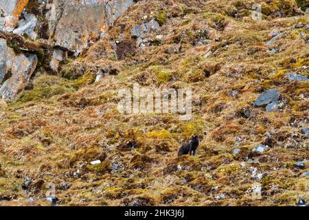 Una volpe artica blu, Alopex lagopus. Foto Stock