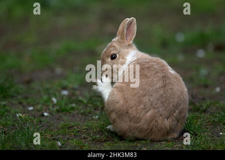 Conigli di PET Netherland Dwarf Foto Stock