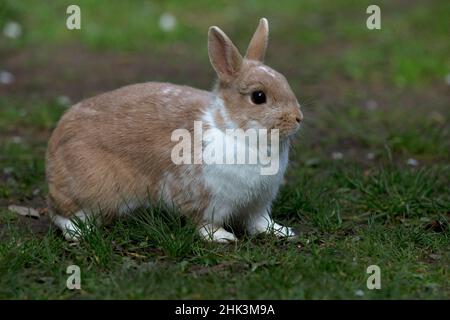 Conigli di PET Netherland Dwarf Foto Stock