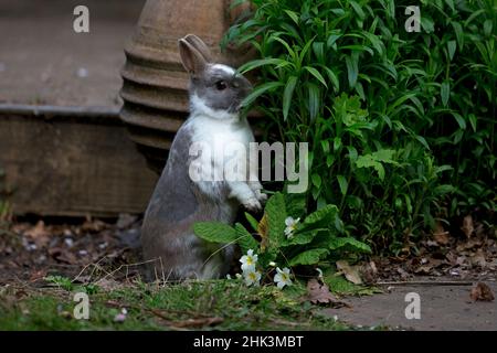 Conigli di PET Netherland Dwarf Foto Stock