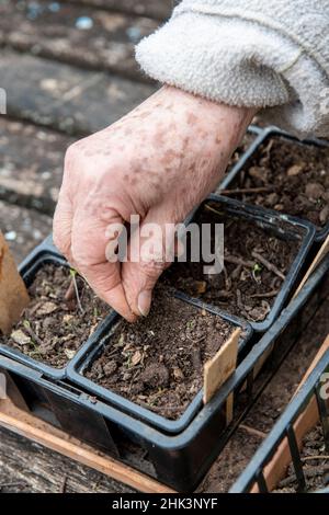 Donna che semina 'Coeur de boeuf' semi di pomodoro in tazze, primavera, Mosella, Francia