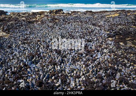 Colonie di mitili nella Riserva Marina di Fitzgerald, California, Stati Uniti Foto Stock