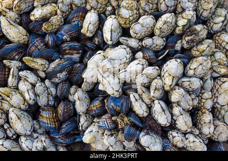 Colonie di mitili nella Riserva Marina di Fitzgerald, California, Stati Uniti Foto Stock