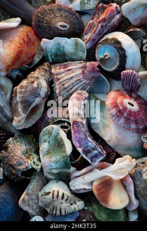 Stati Uniti, California, La Jolla. Conchiglie sulla spiaggia. Credito come: Christopher Talbot Frank Jaynes / Galleria / DanitaDelimont.com Foto Stock