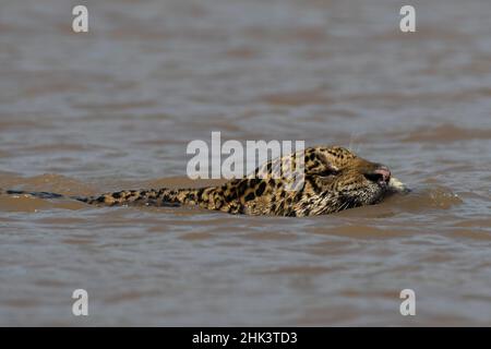 una giaguaro, Panthera onca, nuotando nel fiume. Foto Stock