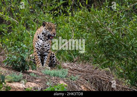 una jaguar, Panthera onca, in piedi. Foto Stock