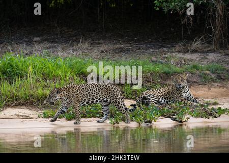 Un paio di giaguari di accoppiamento, Panthera onca, che riposano sulla spiaggia. Foto Stock