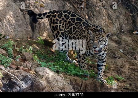 Ritratto di una jaguar, Panthera onca. Foto Stock