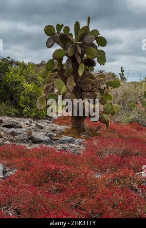 Sesuvio edmonstonei e cactus, South Plaza Island, isole Galapagos, Ecuador. Foto Stock