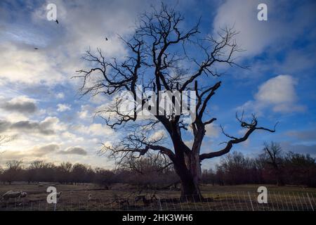 Magdeburg, Germania. 02nd Feb 2022. La nuvola si rompe sui prati dell'Elba mentre le pecore pascolano sotto un albero sgranato. Il tempo dovrebbe diventare più luminoso. Anche se è ancora tempestoso al mattino, si suppone che si illumini di nuovo e di nuovo durante il giorno e il sole dovrebbe apparire. Credit: Klaus-Dietmar Gabbert/dpa-Zentralbild/ZB/dpa/Alamy Live News Foto Stock