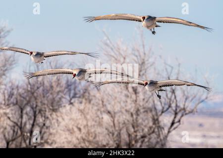 USA, New Mexico, Bernardo Wildlife Management Area. Gru Sandhill in volo. Foto Stock