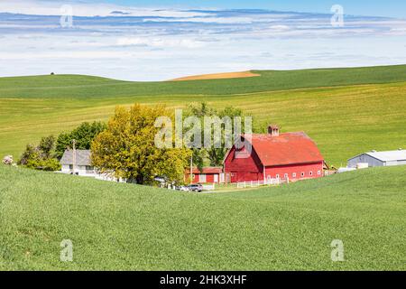 Colfax, stato di Washington, Stati Uniti. Fienile rosso e fattoria circondata da campi di grano nelle colline Palouse. (Solo per uso editoriale) Foto Stock