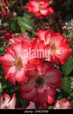 Betty Boop Rose è una rosa ibrida con un aroma moderatamente fruttato. Foto Stock