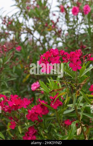 Fiori di cespuglio di oleandro in fiore rosso con sfondo sfocato (Rodi, Grecia) Foto Stock