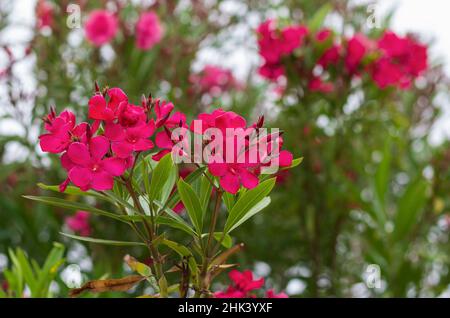 Primavera fiori di oleandro con un bel bokeh in primo piano sullo sfondo (Rodi, Grecia) Foto Stock