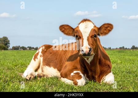 Menzogna di mucca rossa e bianca in un campo pigro, aspetto carino in un prato verde e un cielo blu Foto Stock