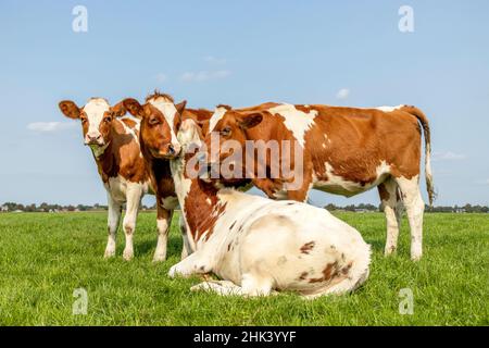 L'amore di mucca, quattro mucche, coccolare giocosamente un'altra giovane mucca sdraiata in un pascolo sotto un cielo blu, migliori amici per sempre Foto Stock