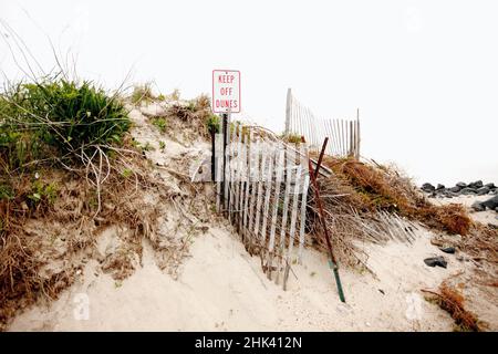 Canne naturali e piantate artificialmente sulle rive di sabbia sul litorale di East Hampton. L'erosione della spiaggia è un problema comune sulle rive di Long Island. Foto Stock