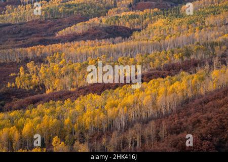 USA, Colorado, Uncompahgre National Forest. Foresta di montagna in autunno. Foto Stock