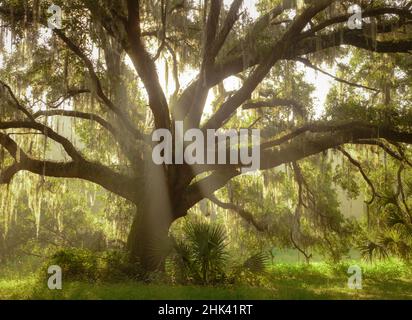 Bella Southern Live Oak tree, Quercus virginiana, Central Florida Foto Stock