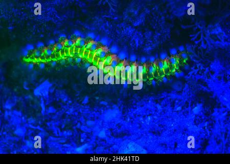 Barbuto Fireworm (Hermodice carunculata), subacquea di fluorescenza, airone cenerino ponte navigabile Intercoastal, West Palm Beach, Florida, Stati Uniti d'America Foto Stock