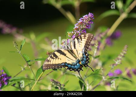 03023-03018 Eastern Tiger Swallowtail (Papilio glaucaus) su Butterfly Bush (Buddleja davidii) Marion Co. Il Foto Stock