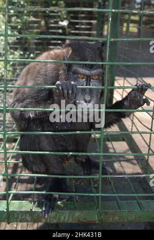 Celebes Crested Macaque, Macaca nigra, in gabbia, criticamente minacciato. Giardino zoologico privato, Bitung, Sulawesi, Indonesia Foto Stock