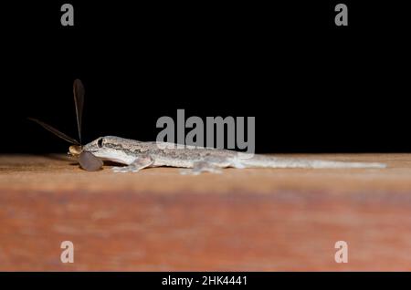 Casa a coda piatta Gecko, Hemidactylus platyurus, mangiare l'antenato volante, famiglia Formicidae, Pering, Gianyar, Bali, Indonesia Foto Stock