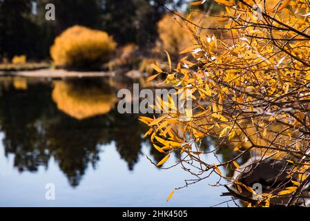 USA, Oregon. Deschutes River Basin, riflessi del fogliame autunnale. Foto Stock