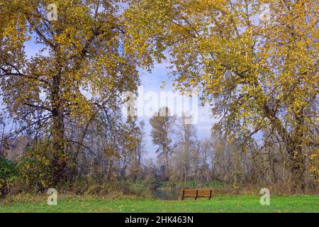 USA, Oregon. Willamette Mission state Park, panca sotto le cottonwood nere colorate in autunno con il fiume Willamette sullo sfondo. Foto Stock