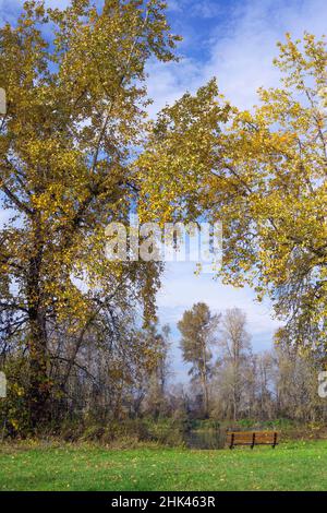 USA, Oregon. Willamette Mission state Park, panca sotto le cottonwood nere colorate in autunno con il fiume Willamette sullo sfondo. Foto Stock