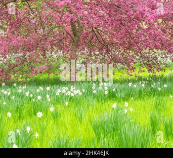 USA, Pennsylvania, Wayne e i giardini di Chanticleer fioriscono in primavera granchi e narcischi Foto Stock