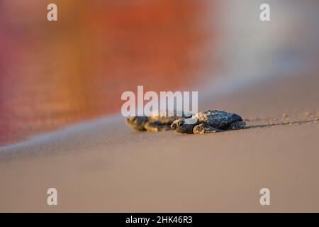 Kemp's Ridley Turtue Mare (Lepidochelys kempii) hatchling Foto Stock