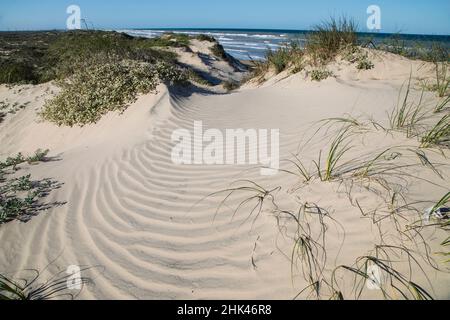Dune di South Padre Island. Foto Stock