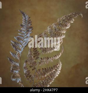 Stati Uniti, stato di Washington, Seabeck. Primo piano di felci di bracken essiccati. Credit as: Don Paulson / Galleria Jaynes / DanitaDelimont.com Foto Stock