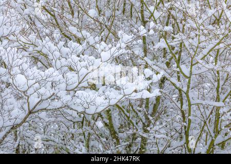 Stati Uniti, stato di Washington, Seabeck. Dogwood e acero innevati. Credit as: Don Paulson / Galleria Jaynes / DanitaDelimont.com Foto Stock