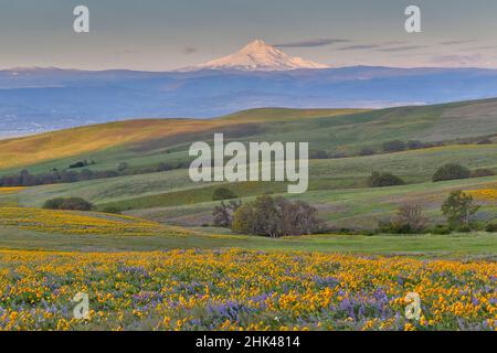 Sunrise e Mt. Il cofano Spingtime bloom con campi di massa di lupino, freccia Balsalmroot foglia vicino Dalles Mountain Ranch del Parco Statale di Washington Foto Stock