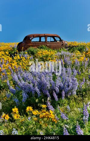 Vecchia auto abbandonate, Spingtime bloom con campi di massa di lupino, freccia Balsalmroot foglia vicino Dalles Mountain Ranch del Parco Statale di Washington Foto Stock